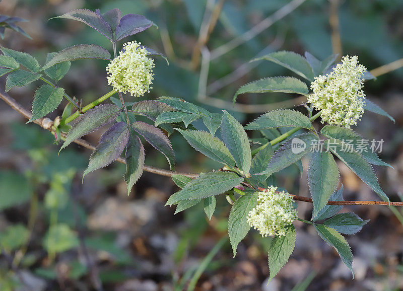 阿尔卑斯接骨木(Sambucus racemosa)花